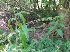 Cynoglossum germanicum