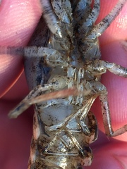 Procambarus acutissimus