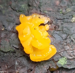 Dacrymyces chrysospermus