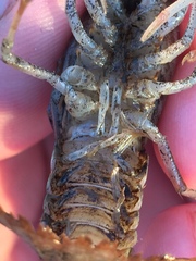 Procambarus acutissimus