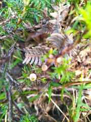 Margyricarpus