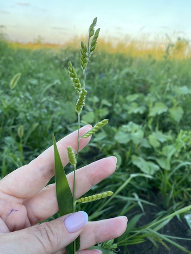 Eriochloa villosa iNat (3)
