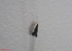 Dichomeris inserrata
