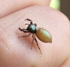Messua limbata