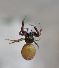 Messua limbata