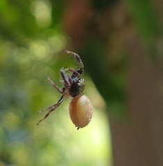 Messua limbata