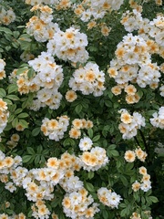Rosa helenae