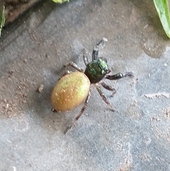Messua limbata