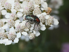 Leucocelina