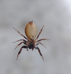 Messua limbata