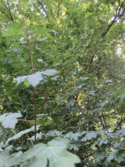 Acer