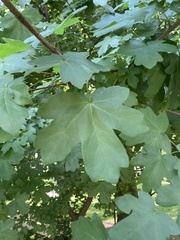 Acer