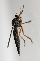 Neomochtherus pallipes