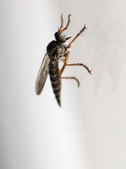 Neomochtherus pallipes