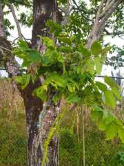 Juglans neotropica