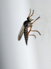 Neomochtherus pallipes