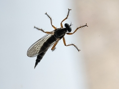 Neomochtherus pallipes