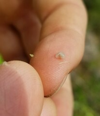 Amphibolips quercuscinerea