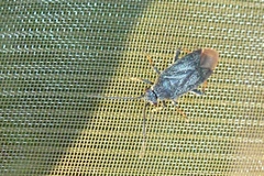 Phoenicocoris obscurellus