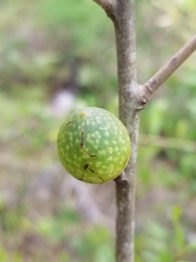 Amphibolips quercuscinerea