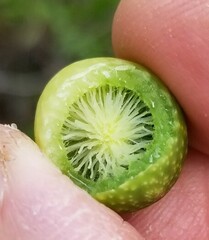 Amphibolips quercuscinerea