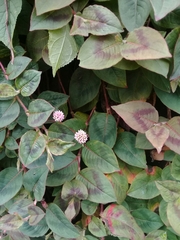 Persicaria capitata