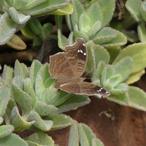 Spotted Brown Pansy photo 5
