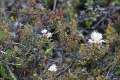 Rhododendron tomentosum