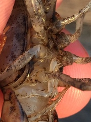 Procambarus acutissimus