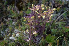 Pedicularis labradorica