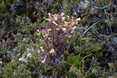 Pedicularis labradorica