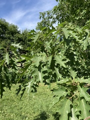 Quercus rubra