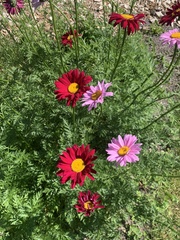 Tanacetum coccineum