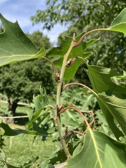 Quercus rubra
