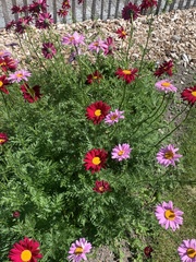 Tanacetum coccineum