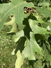 Quercus rubra