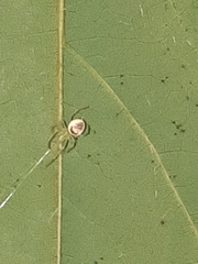 Araneus niveus