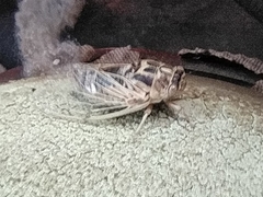 Cicadatra platyptera