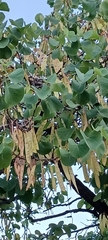 Cercis siliquastrum