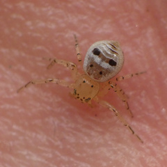 Firmicus bragantinus