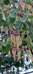 Cercis siliquastrum