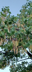 Cercis siliquastrum