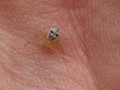 Firmicus bragantinus