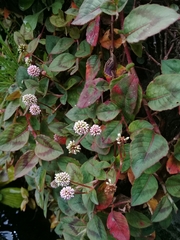 Persicaria capitata