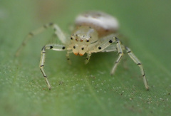 Firmicus bragantinus