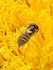 Sphaerophoria contigua