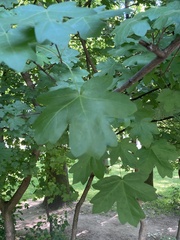 Acer