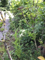 Epipactis helleborine helleborine