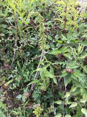 Epipactis helleborine helleborine