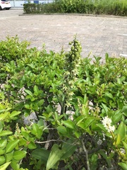 Epipactis helleborine helleborine